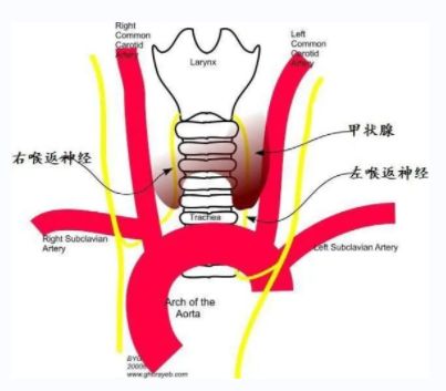 海神“喉返贴片电极”横空出世！解决喉返神经损伤问题